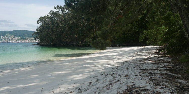 Nueva oportunidad para darse un «baño de bosque» en agosto
