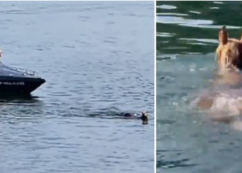 Operativo de rescate en el mar para ayudar a un caballo desorientado