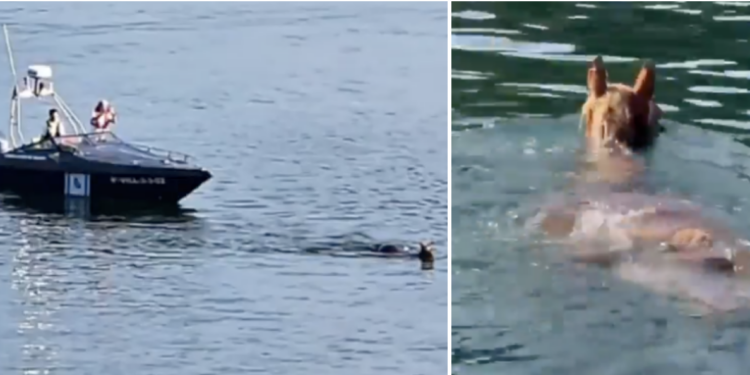 Operativo de rescate en el mar para ayudar a un caballo desorientado