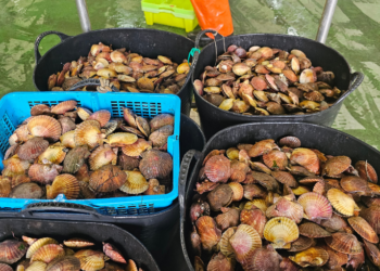 pesca de rias