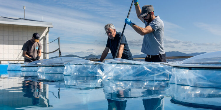 Investigadores vigueses estudian cómo las olas de calor marinas afectan al equilibro de los ecosistemas oceánicos