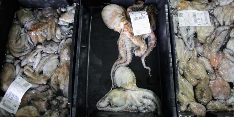 Fin de la veda: el primer mes de captura de pulpo duplica la producción y deja 3,3 millones