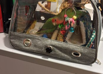 Las islas Cíes no son para todos: interceptan a una pareja de periquitos en el barco… y se tienen que quedar en Vigo