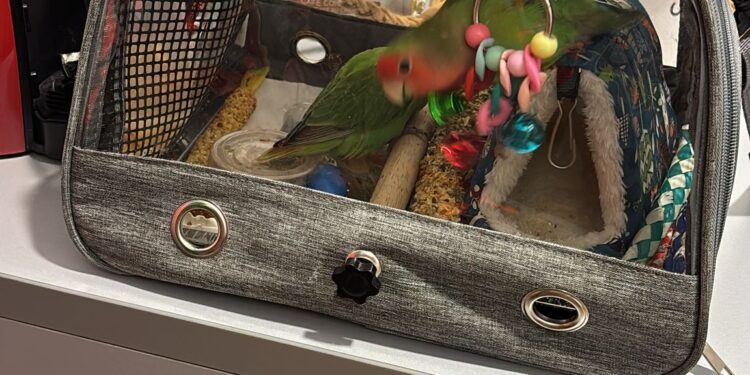 Las islas Cíes no son para todos: interceptan a una pareja de periquitos en el barco… y se tienen que quedar en Vigo