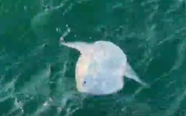 Un pez Luna sorprende a los pasajeros de Mar de Ons