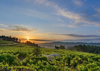 Rías Baixas a por una cosecha récord