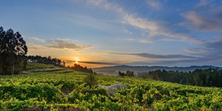Rías Baixas a por una cosecha récord