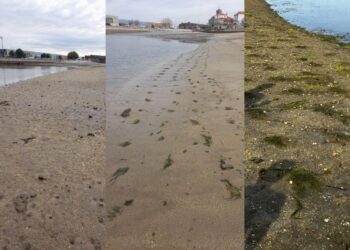 El Puerto de Vigo se transforma en un jardín marino