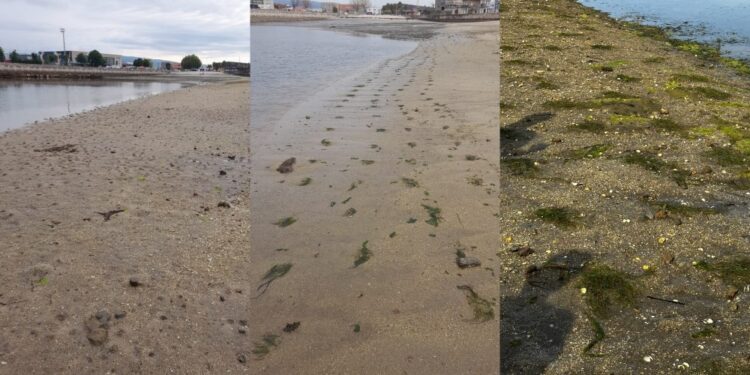 El Puerto de Vigo se transforma en un jardín marino