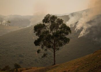 Vegetación «más verde», «sana» y «discontinua»: vías para proteger el territorio ante futuras olas de incendios