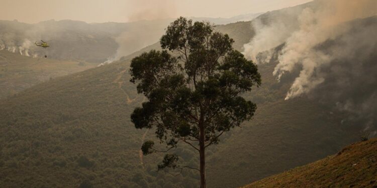 Vegetación «más verde», «sana» y «discontinua»: vías para proteger el territorio ante futuras olas de incendios