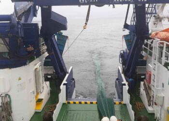 Científicos de España y Portugal estudian la abundancia de juveniles de sardina en la costa atlántica