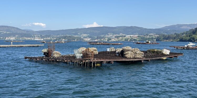 Las toxinas «cogen fuerza» en las rías gallegas y alcanzan también Vigo
