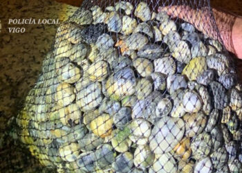 Pillan en Vigo con más de 9 kilos de marisco a 4 mujeres que se «desenvolvían con soltura» como furtivas