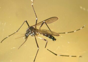 Avanza la expansión del mosquito tigre en el área de Vigo: detectan larvas en Mos