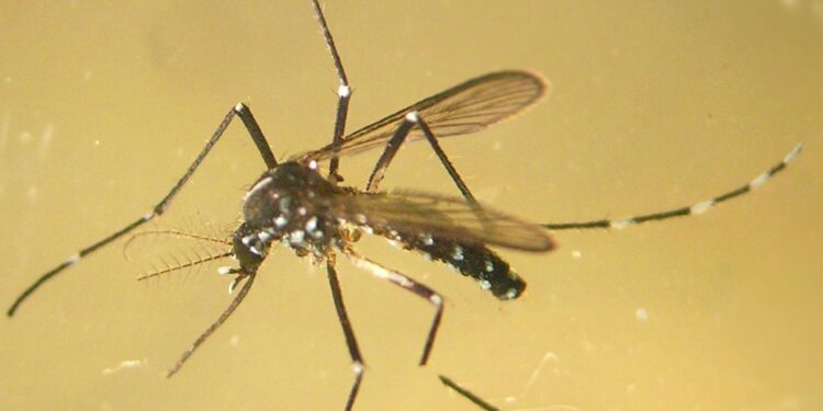 Avanza la expansión del mosquito tigre en el área de Vigo: detectan larvas en Mos