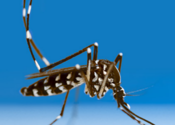 La Xunta confirma la presencia del mosquito tigre en un nuevo concello del Morrazo