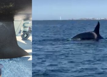 Tres grupos de orcas ponen en alerta las Rías Baixas: Salvamento activa avisos por las Gladys