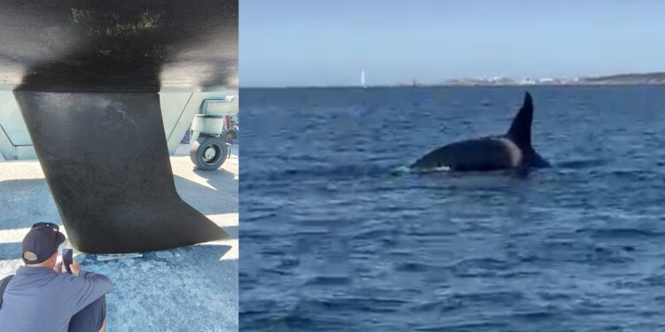 Tres grupos de orcas ponen en alerta las Rías Baixas: Salvamento activa avisos por las Gladys