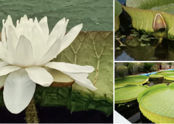 Cita fugaz en el jardín botánico con la flor más famosa de Vigo