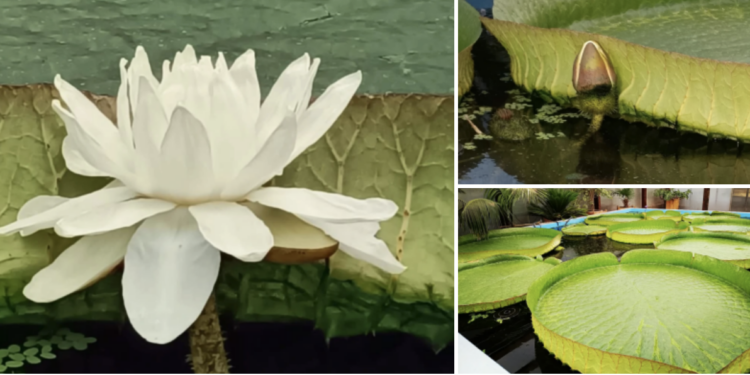 Cita fugaz en el jardín botánico con la flor más famosa de Vigo