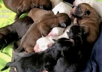 Investigado por enterrar vivos, presuntamente, a una decena de perros recién nacidos