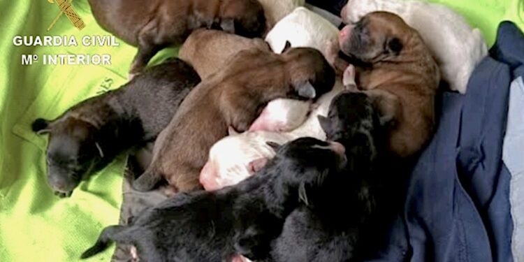 Investigado por enterrar vivos, presuntamente, a una decena de perros recién nacidos