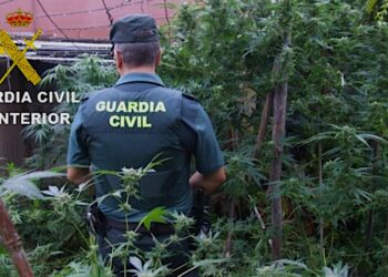 Lo delata el fuerte olor de la marihuana que cultivaba y acaba detenido