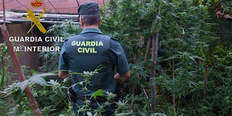 Lo delata el fuerte olor de la marihuana que cultivaba y acaba detenido