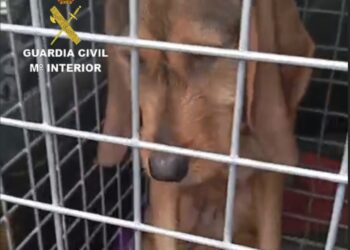 Final feliz para un perro desaparecido desde febrero: tras días en estado crítico, se recupera y vuelve con su dueño