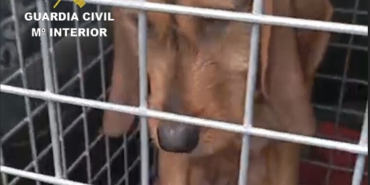 Final feliz para un perro desaparecido desde febrero: tras días en estado crítico, se recupera y vuelve con su dueño