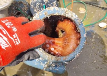 Incautan 2.250 cacharros y 194 kilos de pulpo ilegal en A Guarda