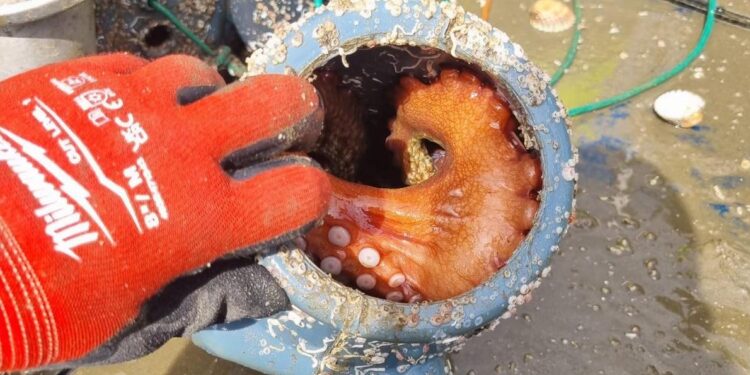 Incautan 2.250 cacharros y 194 kilos de pulpo ilegal en A Guarda