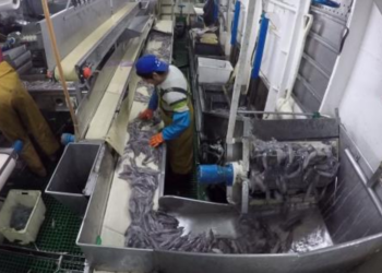 Los armadores vigueses se defienden: no hay trabajo forzoso en la pesca del calamar