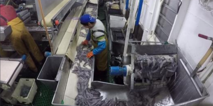 Los armadores vigueses se defienden: no hay trabajo forzoso en la pesca del calamar