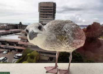 Nuevo paso al frente para acristalar la torre del Concello