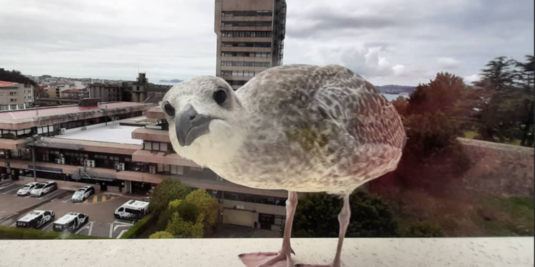 Nuevo paso al frente para acristalar la torre del Concello