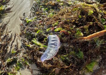 Alerta a bañistas y usuarios de playas: la carabela portuguesa ya está en Vigo