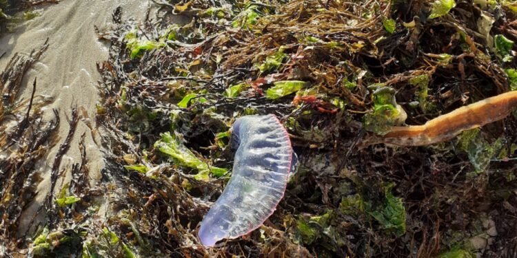Alerta a bañistas y usuarios de playas: la carabela portuguesa ya está en Vigo