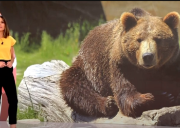 Muere el oso Carmo
