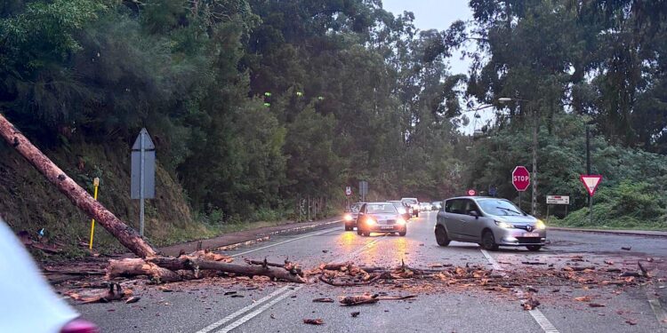 Un árbol caído, obras, lluvia y colegios: la tormenta perfecta en Camposancos