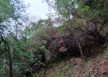 Investigadores de la UVigo alertan de la invasión de acacias y consecuencias «críticas» en los bosques atlánticos