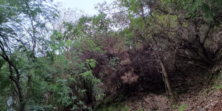 Investigadores de la UVigo alertan de la invasión de acacias y consecuencias «críticas» en los bosques atlánticos