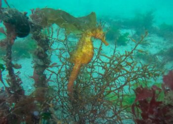 Los caballitos de mar se mudan a la ría de Vigo