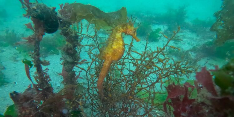 Los caballitos de mar se mudan a la ría de Vigo