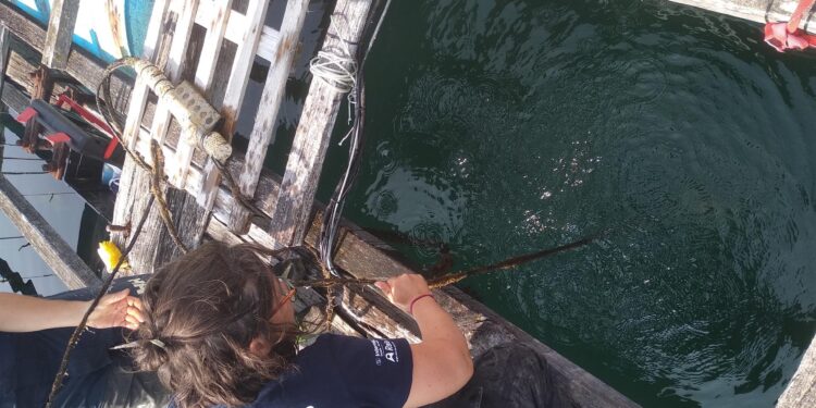 Una «batea centinela» para investigar el cultivo del mejillón en las rías gallegas