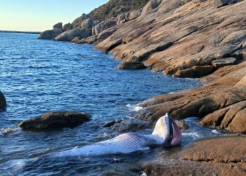 Aparece el cadáver de un cetáceo de unos tres metros de longitud en el Puerto de Aldán