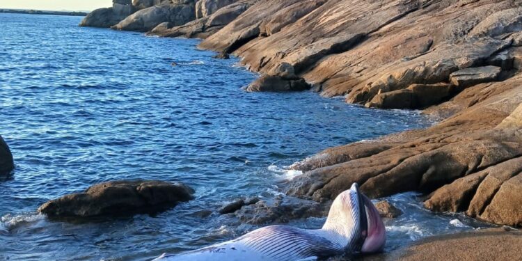Aparece el cadáver de un cetáceo de unos tres metros de longitud en el Puerto de Aldán