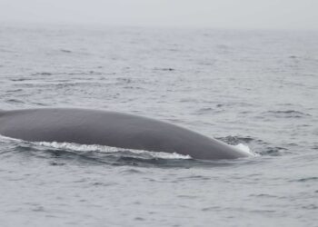 Registran la presencia de 63 rorcuales en las Rías Baixas