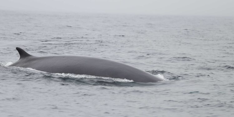 Registran la presencia de 63 rorcuales en las Rías Baixas